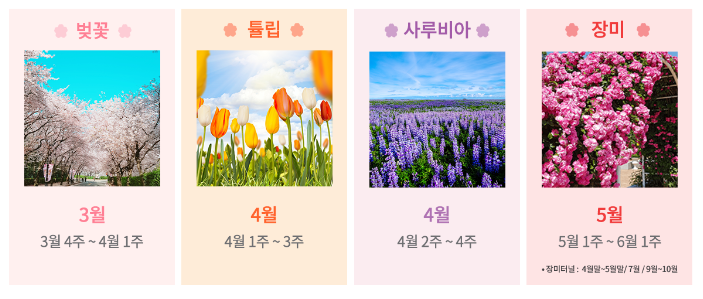 이월드 봄꽃