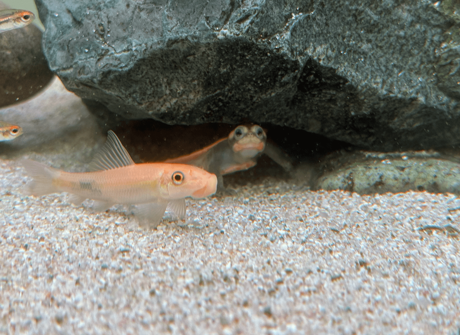 핑크벨리사이드넥 귀여움