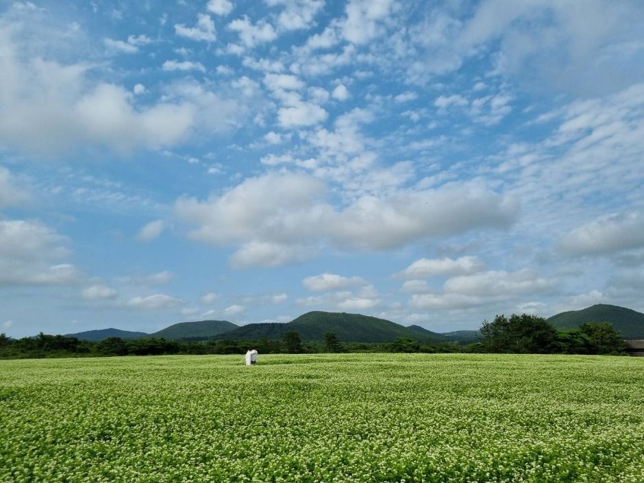 제주 서귀포 가볼만한곳 보롬완 메밀 축제 일정