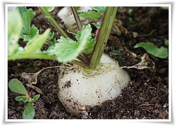 "김장 무, 직접 길러보세요!" 초보자도 성공할 수 있는 쉬운 재배 가이드!