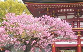 광양매화축제 기간 및 주차장 안내