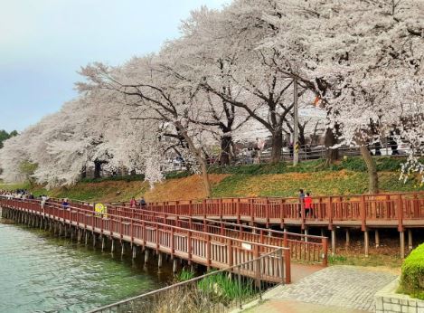 군산 벚꽃