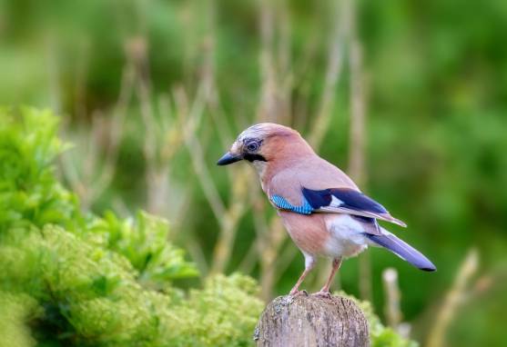 계양산 뒤덮은 러브버그, 퇴치법과 정부 방역 대책은?