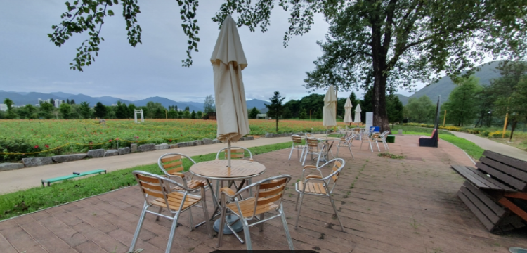 자라섬 꽃 페스타