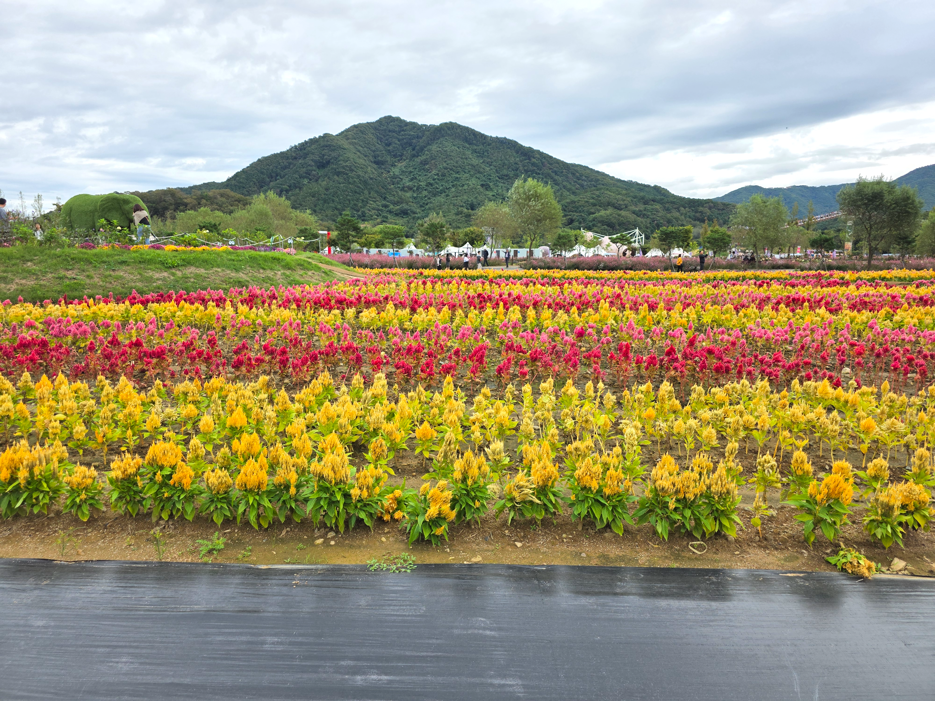 포천 한탕강 가든페스타 입장료 주차 드론 출렁다리 폭포 01