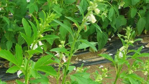 참깨재배-참깨꽃-개화시기-참깨-병충해