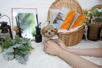 말티푸가격 2024년 솔직한 분양가 정보_15