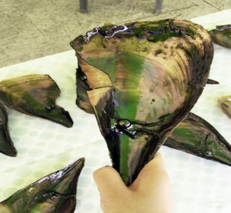 2024년 정남진 장흥 키조개 축제