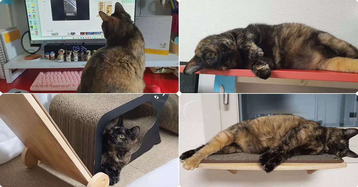 보너스-귀염둥이