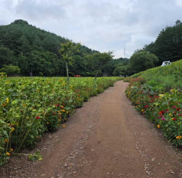 2025 강원도 태백 해바라기 축제 정보, 태백 여행 꿀팁