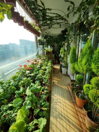 베란다정원 키우기 바람차단 햇빛차광 물주기 여름철 관리 요령_9