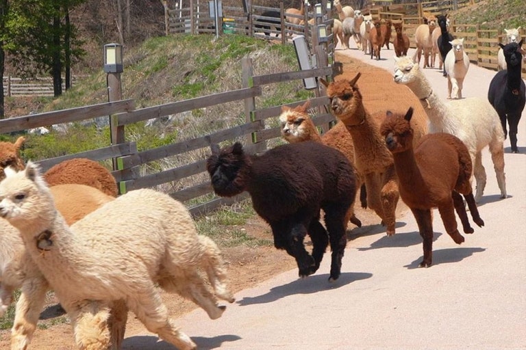 홍천 여행지 알파카월드 관련사진