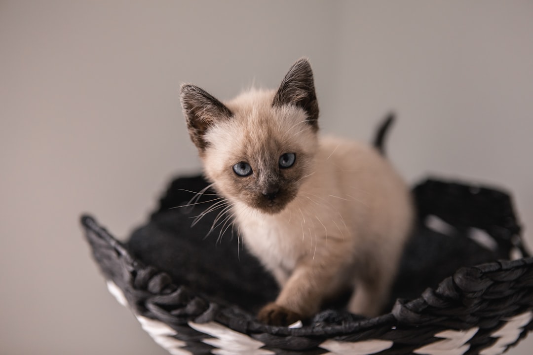 Siamese