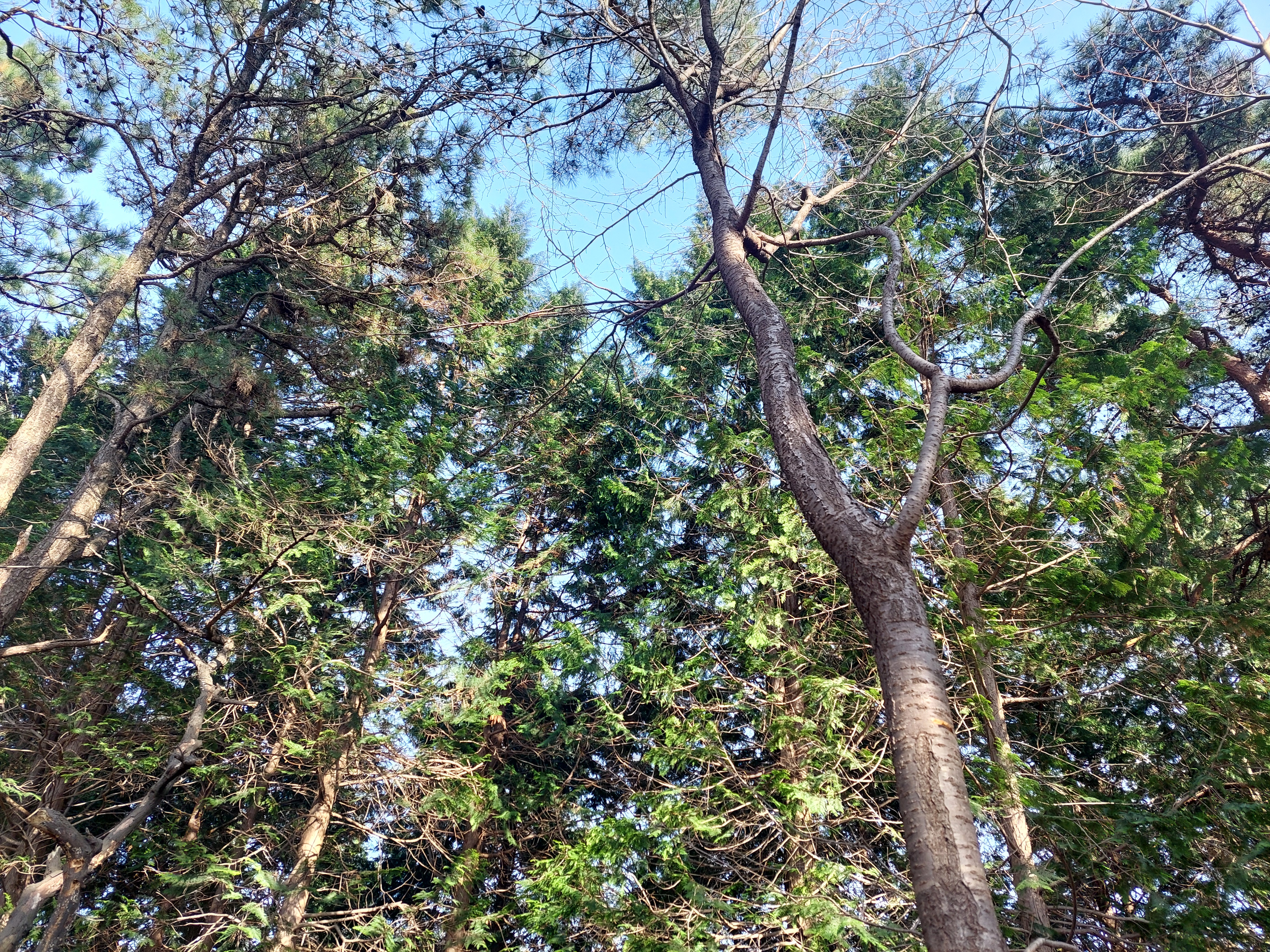 축령산