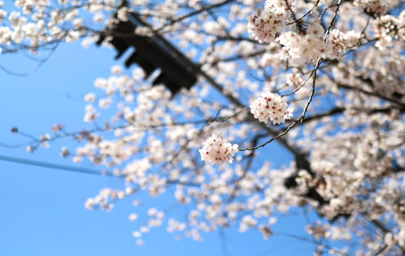 여의도 벚꽃축제 일정 변경&amp;#44; 꽃이 피기 전 달라진 일정&hellip; 이번엔 꼭 확인하고 가세요!