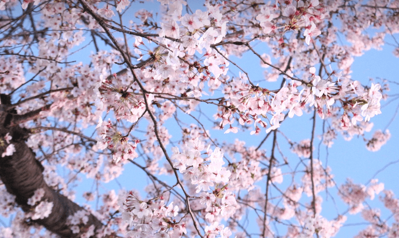 2025년 벚꽃 개화시기 &#44; 벚꽃 명소 추천