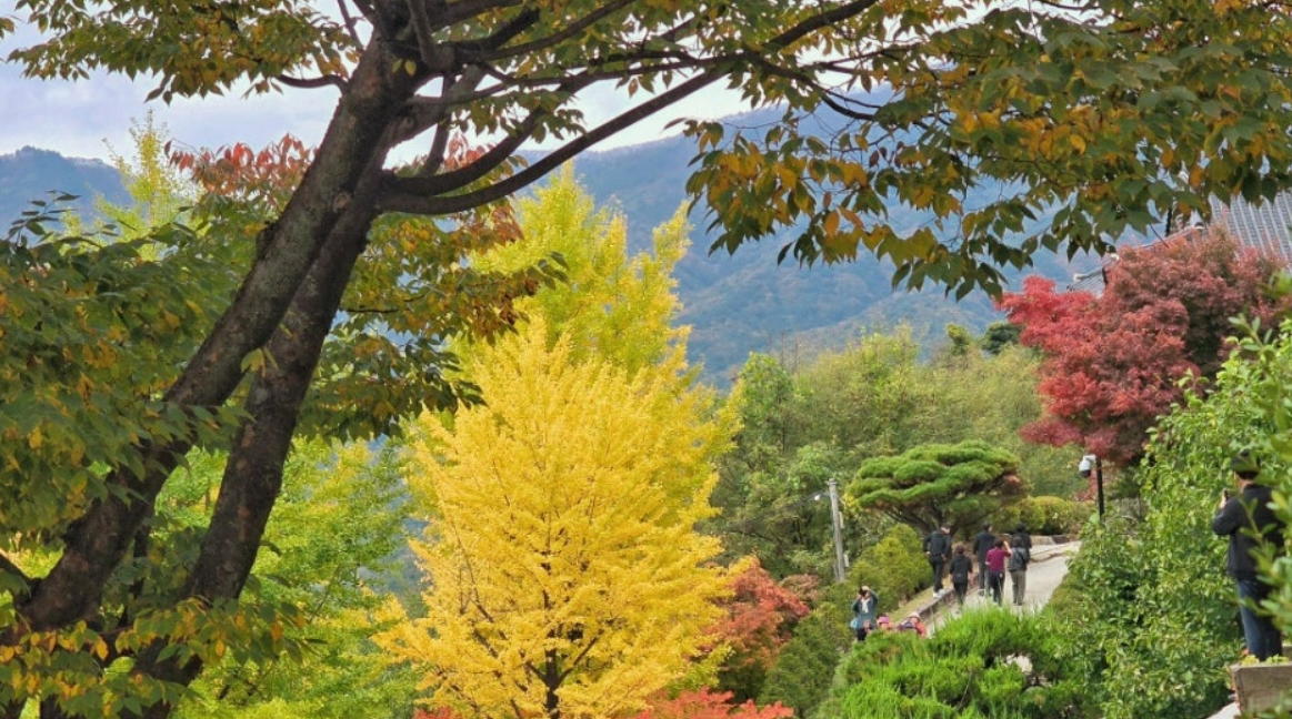 부석사 단풍