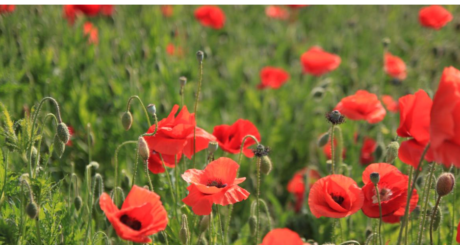 하동 북천 꽃양귀비 축제