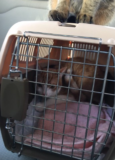 캐리어 안의 고양이.