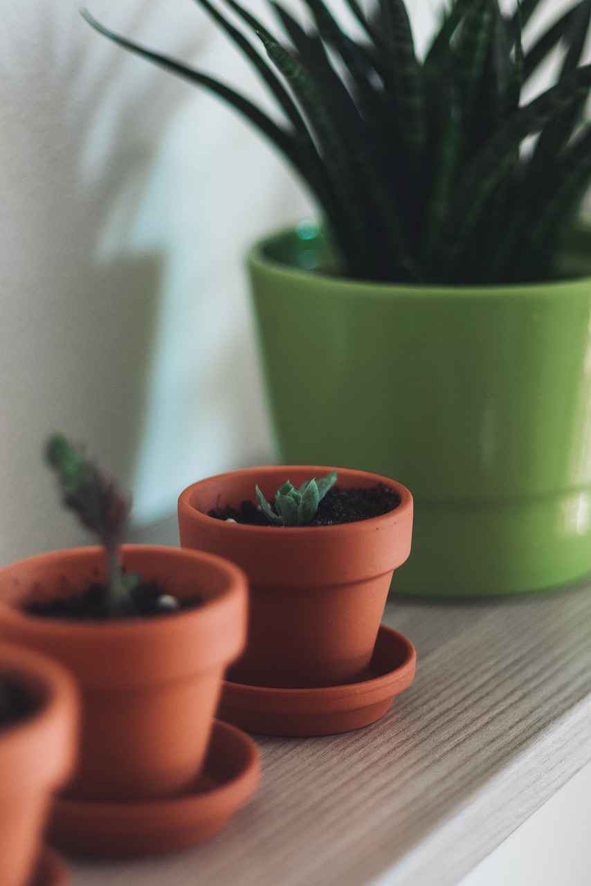 식물과 생활할 때 스트레스가 줄어드는 이유