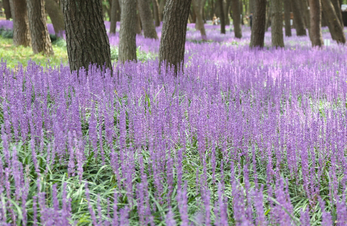 장항 맥문동 꽃축제 사진
