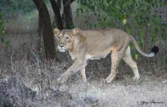 아시아사자 인도 동물 특징 성격_14