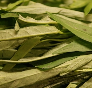 공심채 효능 부작용 고르는법 칼로리 다연채 모닝글로리