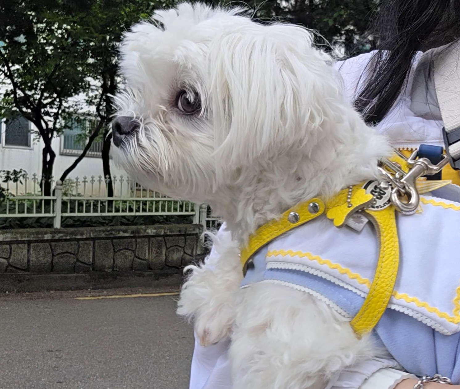 안겨가는 라떼 모습