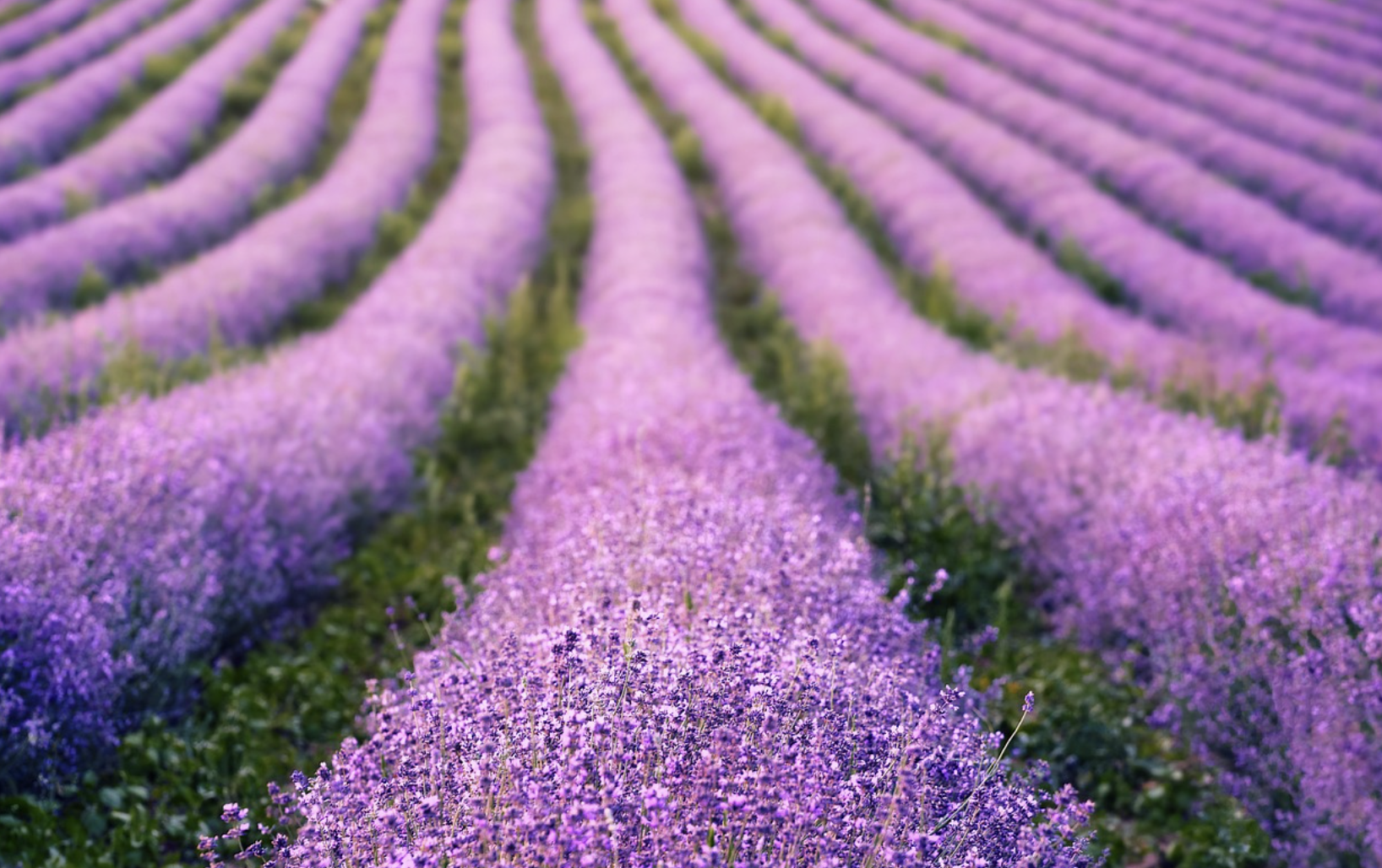 프랑스 프로방스의 ‘라블랑슈’ 라벤더 수확 시즌 축제