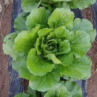 배추 재배 정식 시기 석회 뿌리기 벌레 예방_8