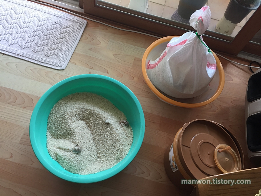 대야에 쌀을 옮긴 후 손으로 쌀벌레 퇴치