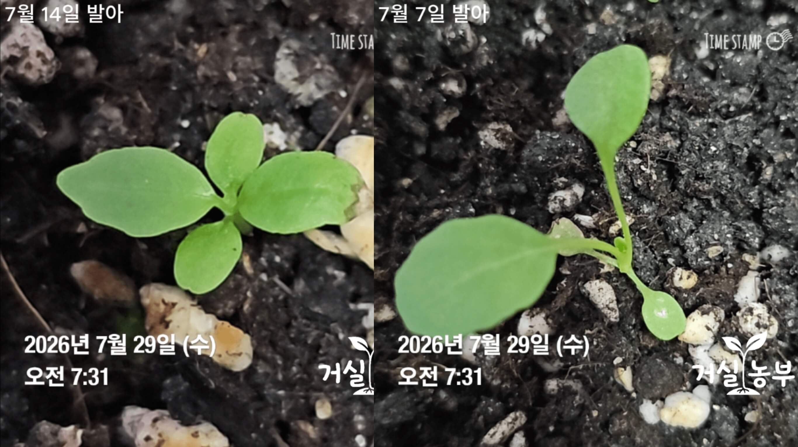 발아 초기 LED를 받은 루꼴라와 늦게 빛을 받은 웃자란 루꼴라 비교