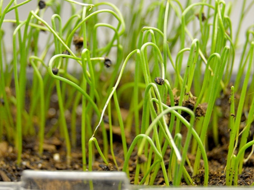 가을대파 심는시기