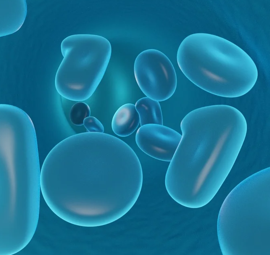 리소좀 자가포식