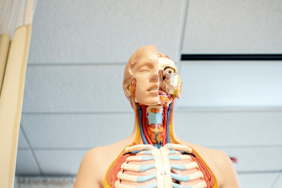 Lung.