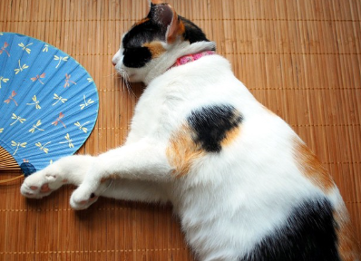 부채와 고양이.