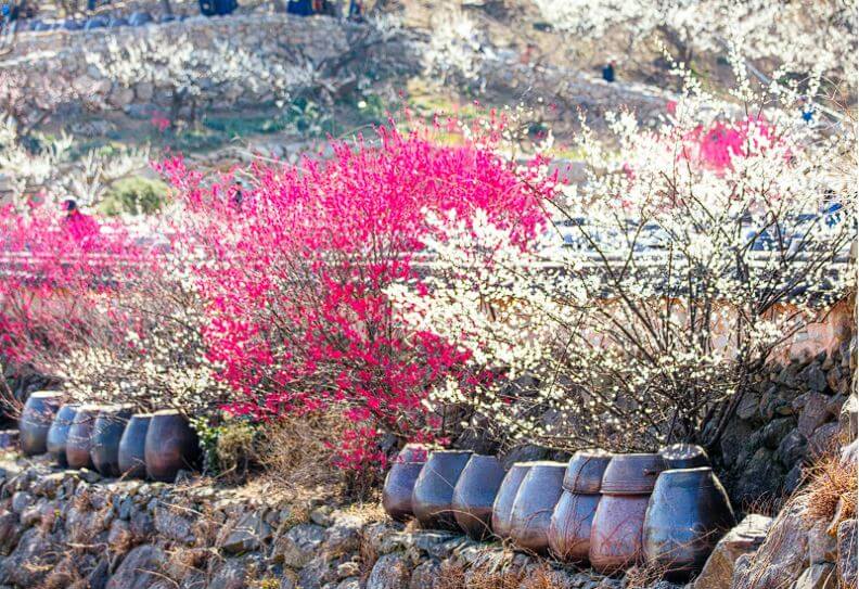 광양 매화축제 무료셔틀