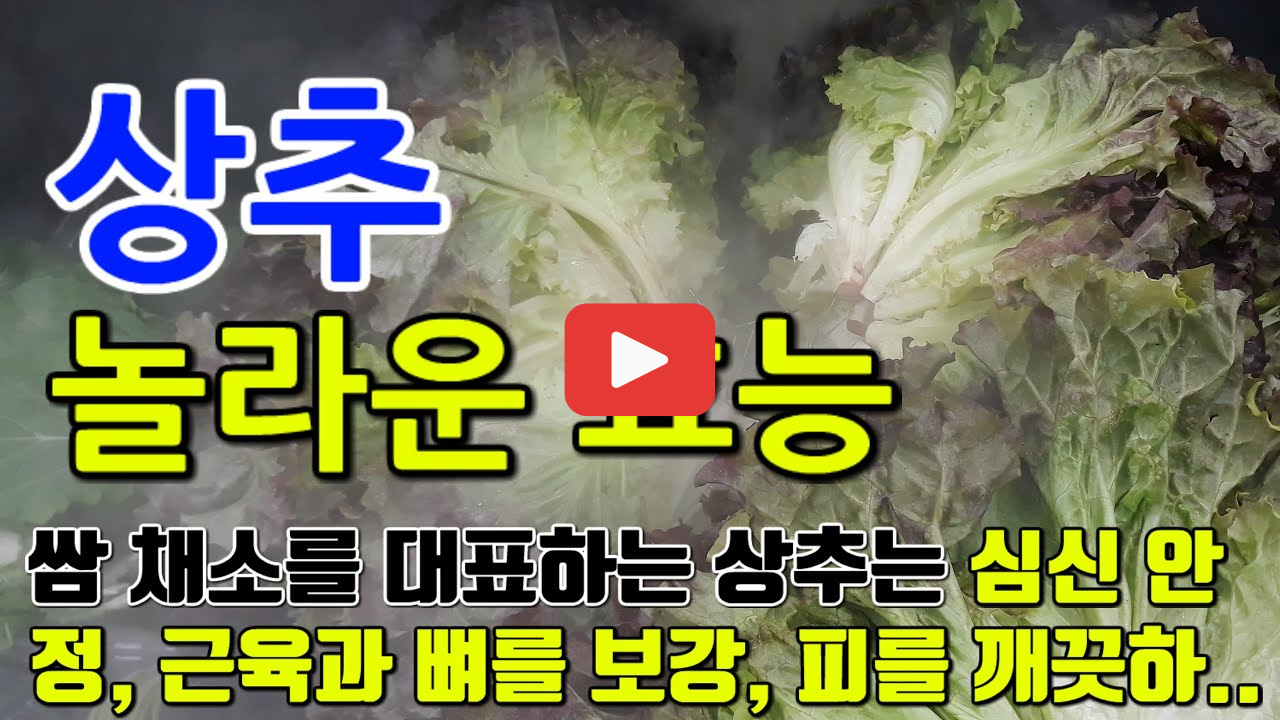 상추의 효능 부작용 칼로리 다이어트할 때 꼭 알아야 할 상극 음식