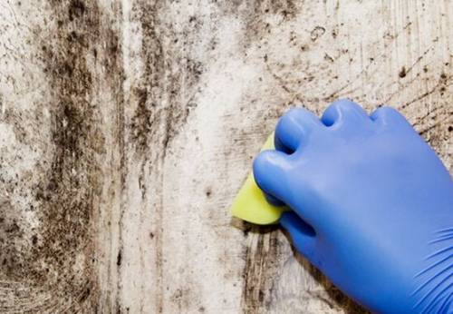 벽면 곰팡이 제거 모습