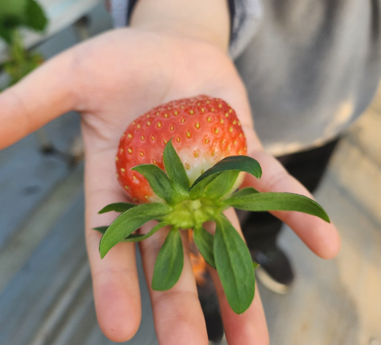숲속의 아침, 딸기 따기 체험