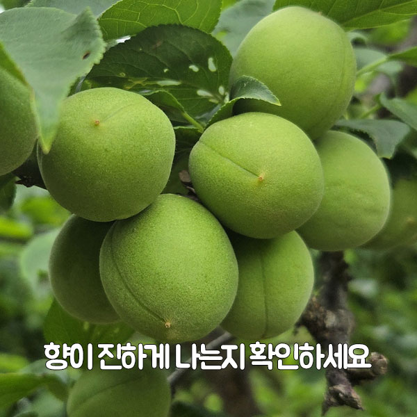 향이 진하게 나는지 확인하세요