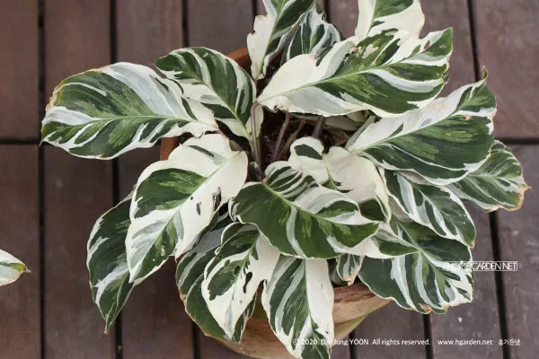 칼라데아 물주기 잎말림원인 습도관리 분무요령 시니어 맞춤 가이드_2