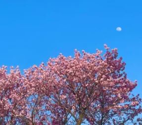 해남 벚꽃