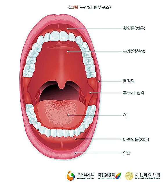 입천장 헐었을 때 면역력 저하 관련 증상과 영양 관리법_7