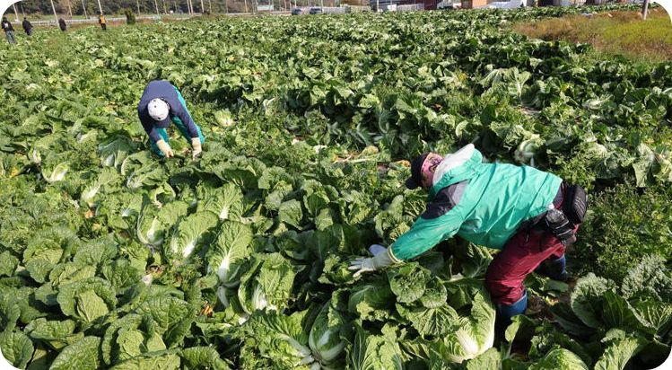 가을배추 수확 중인 농가 자료 [사진=뉴스1]