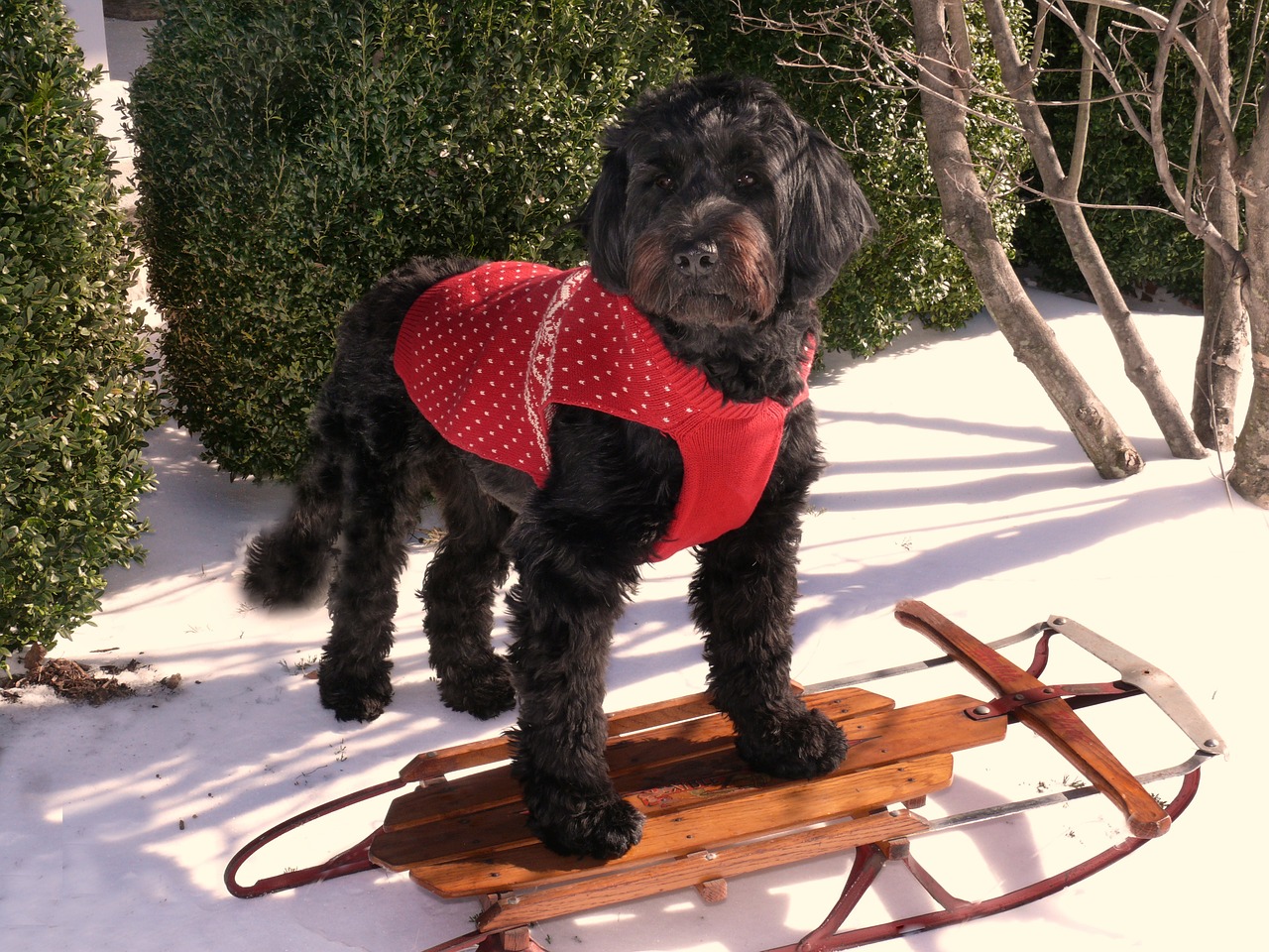 포르투갈 워터독(Portuguese Water Dog)2