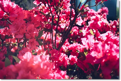 세종시 베어트리파크 입장료 할인 봄꽃 축제 가는길