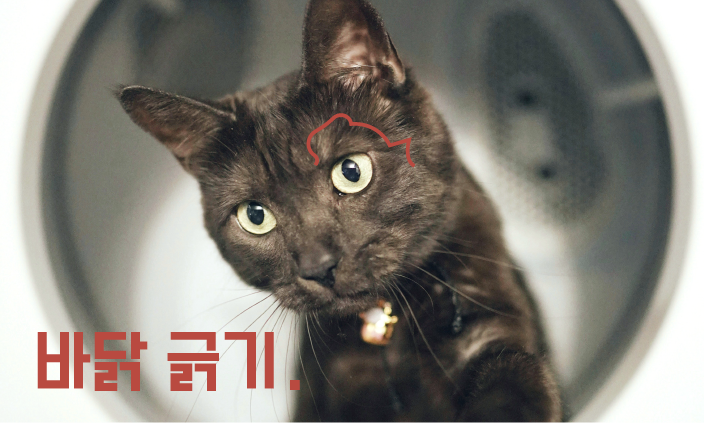 고양이-언어