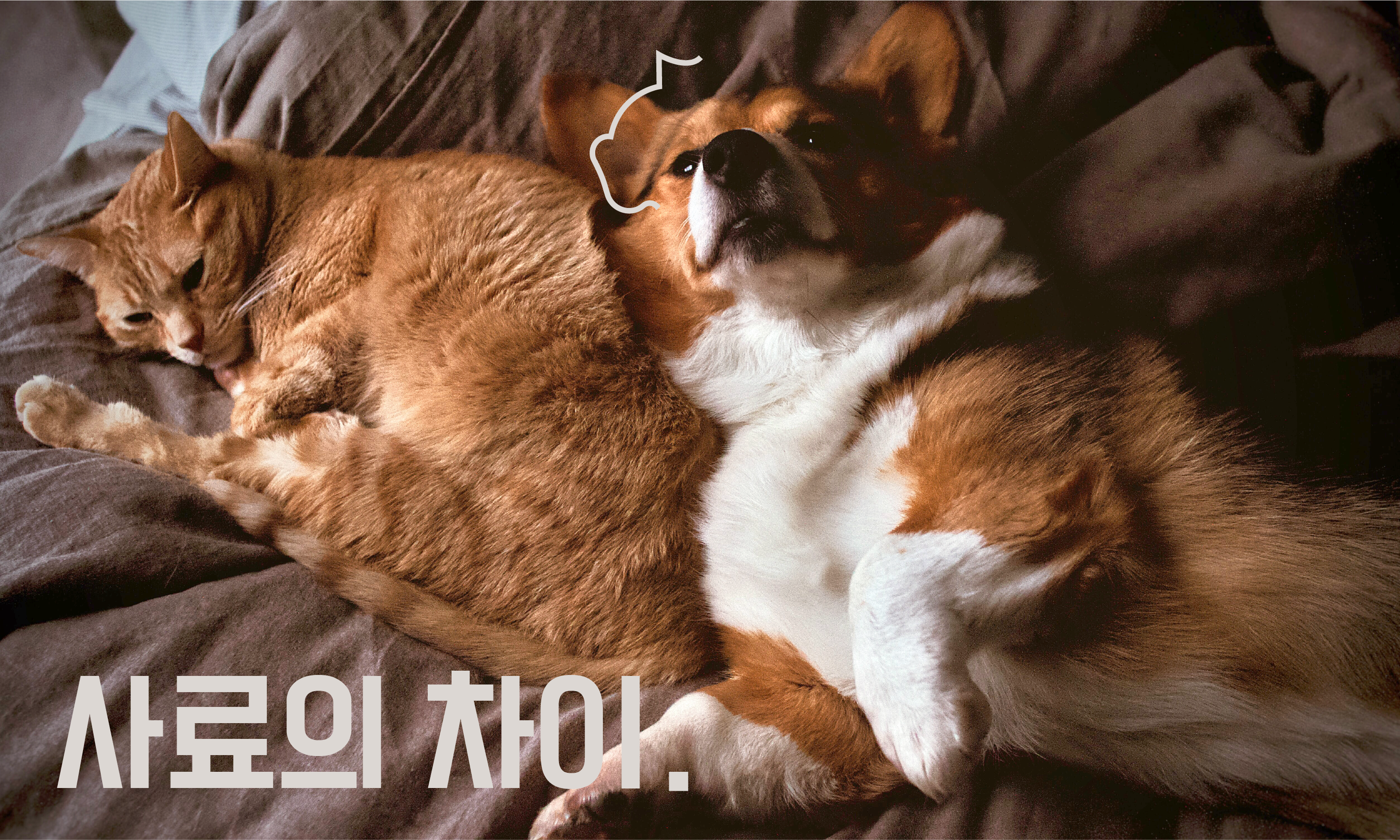 강아지-고양이-사료