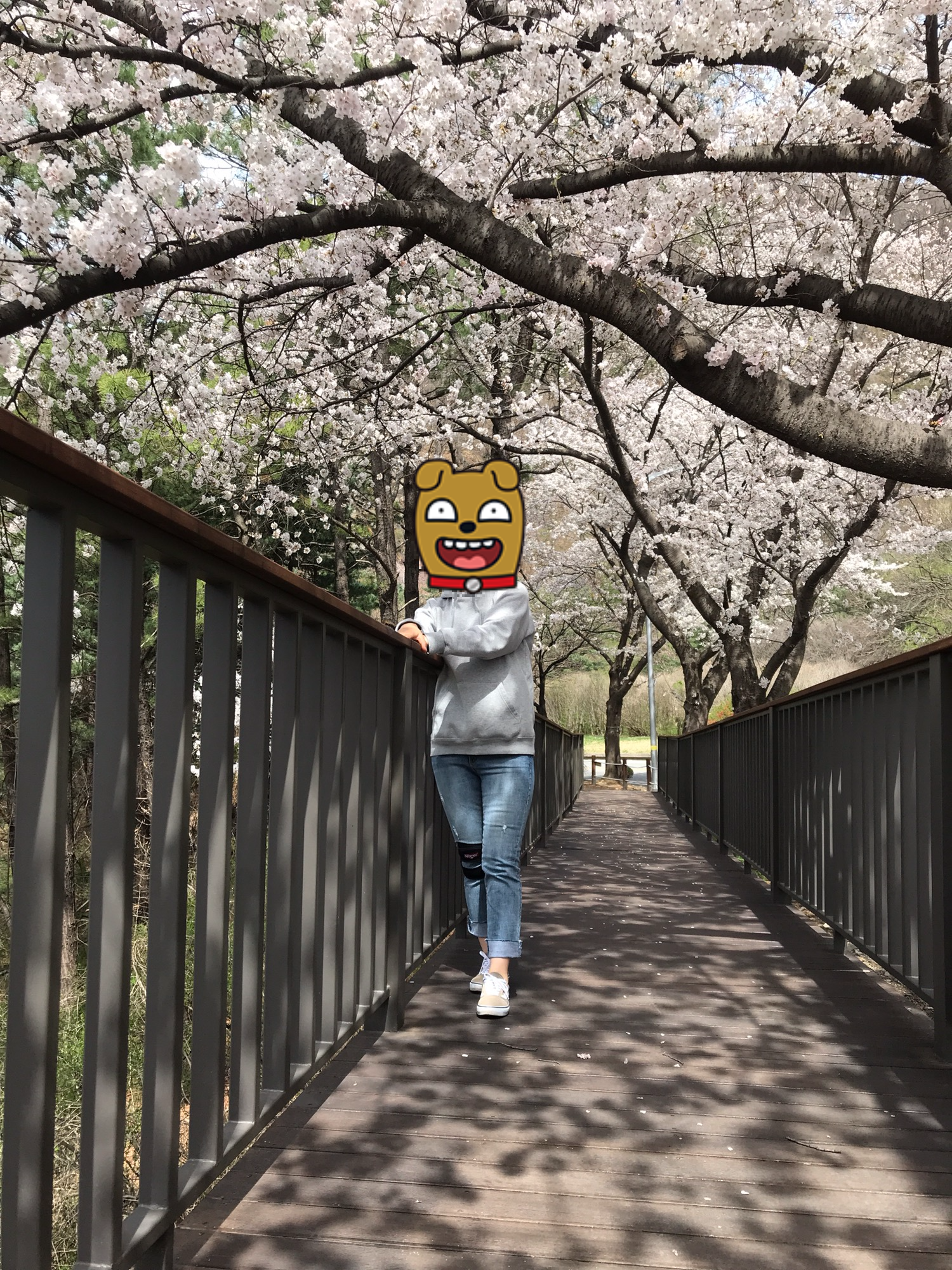 4월에 가볼만한 벚꽃명소 충주땜 벚꽃길